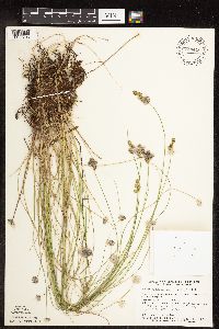 Carex echinata image