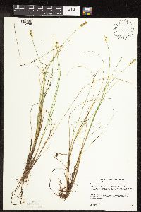 Carex echinata image