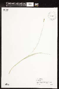 Carex echinata image