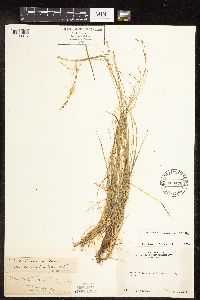 Carex echinata image
