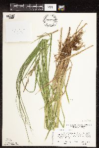 Image of Carex emoryi