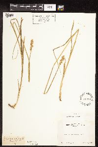 Carex feta image
