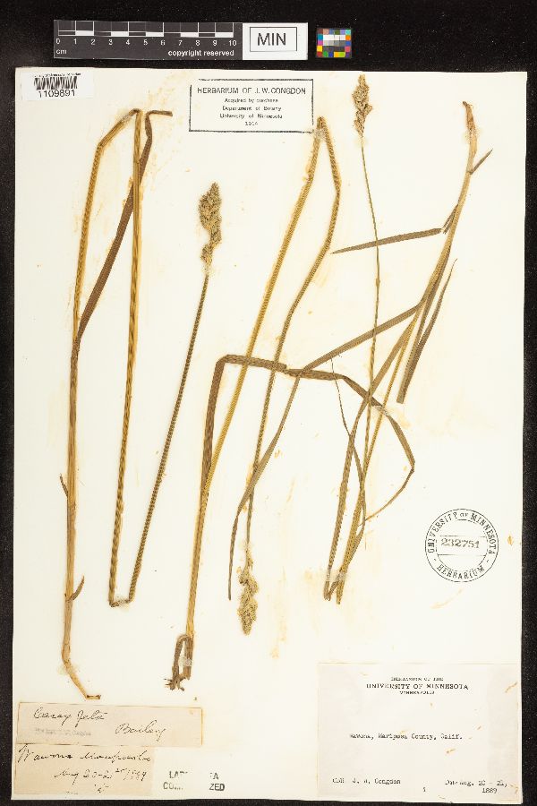 Carex feta image