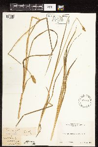 Carex feta image