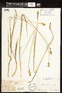 Carex feta image