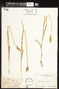 Carex feta image