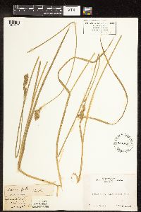 Carex feta image