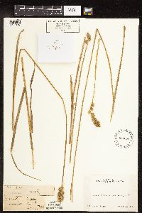 Carex feta image