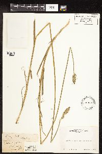 Carex feta image
