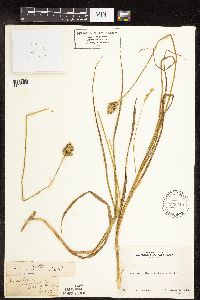 Carex feta image