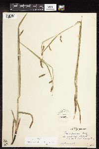 Image of Carex formosa