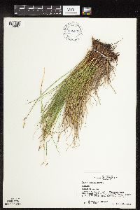 thumbnail image of current specimen