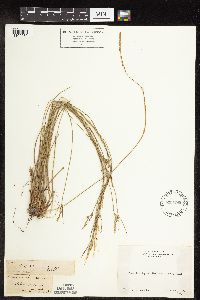 Carex geyeri image