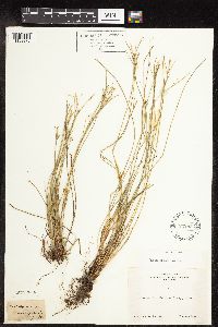 Carex geyeri image