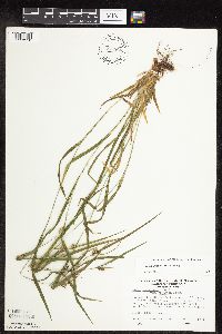 Carex grisea image