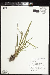 Carex grisea image