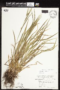 Carex grisea image