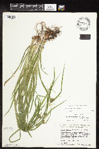 Carex grisea image