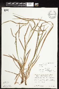 Carex grisea image