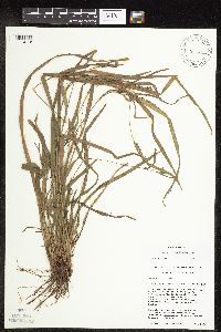 Carex grisea image