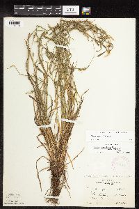 Carex grisea image