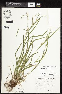 Carex grisea image