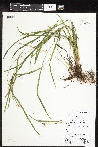 Carex grisea image