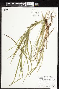 Carex grisea image