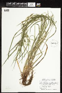 Carex grisea image