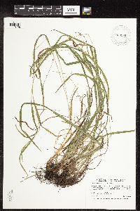 Carex grisea image