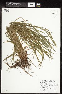 Carex grisea image