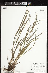 Carex grisea image