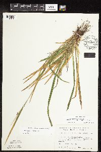 Carex grisea image