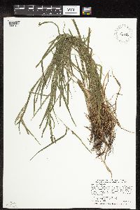 Carex grisea image
