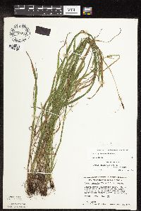 Carex grisea image
