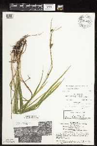 Carex grisea image