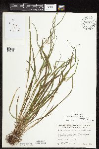 Carex grisea image