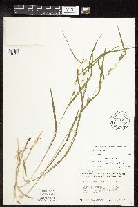 Carex grisea image