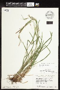 Carex grisea image