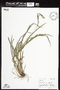 Carex grisea image