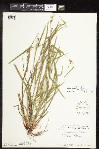 Carex grisea image