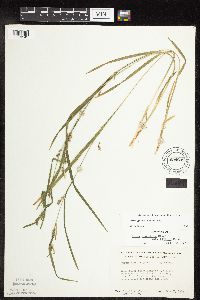 Carex grisea image