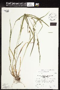 Carex grisea image
