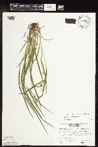 Carex grisea image
