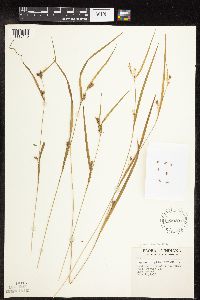 Carex grisea image