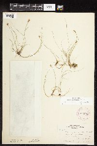 Carex gynocrates image