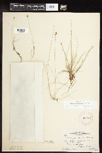 Carex gynocrates image