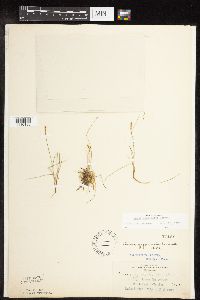 Carex gynocrates image