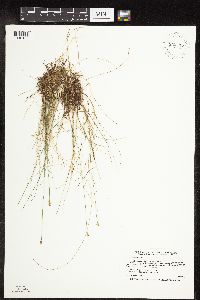 Carex gynocrates image