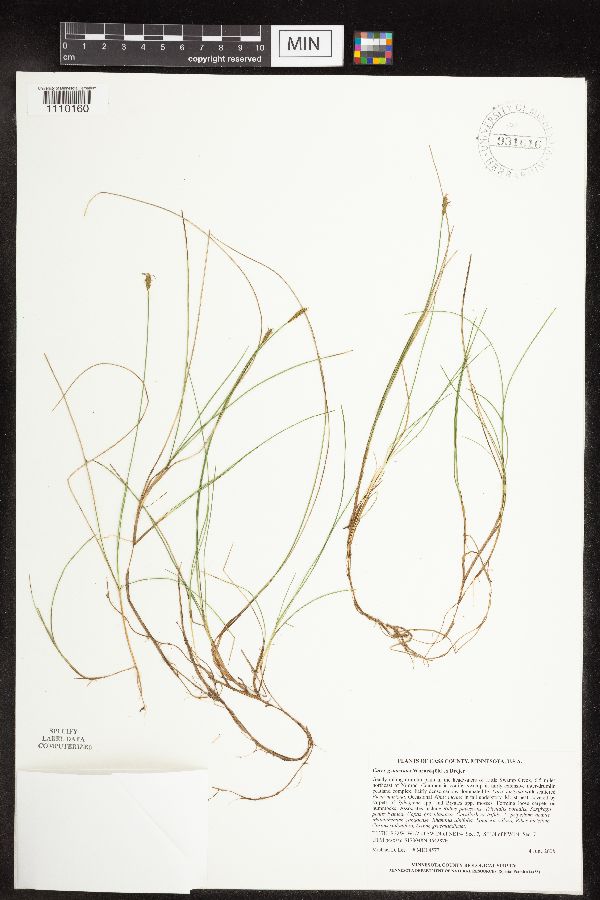 Carex gynocrates image